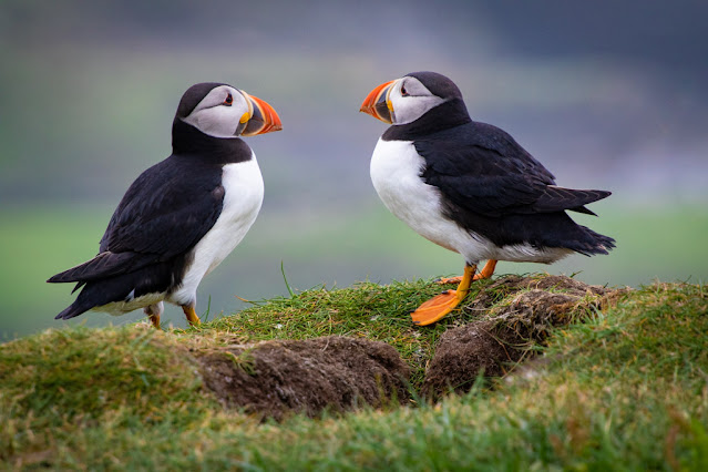 Isola di Mykines-Puffin-Pulcinella di mare