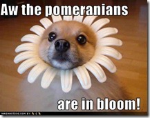 funny-dog-pictures-pomeranians-bloom