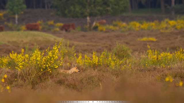 Ree op de hei in geel bloeiende Brem - Roe Deer in heathland and yellow flowering Broom brushes - Capreolus capreolus