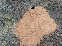 Cicada Killer Wasp Nest
