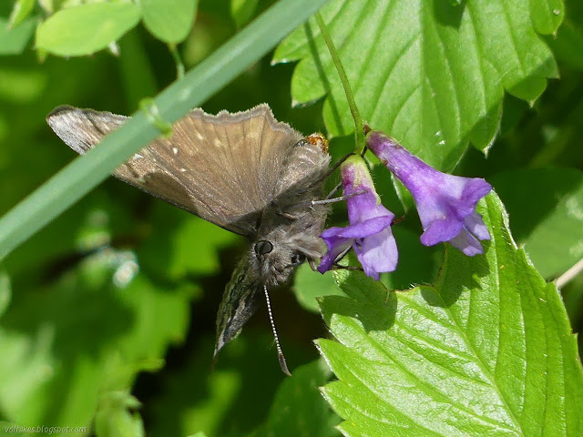 dark moth/butterfly on a purple flower