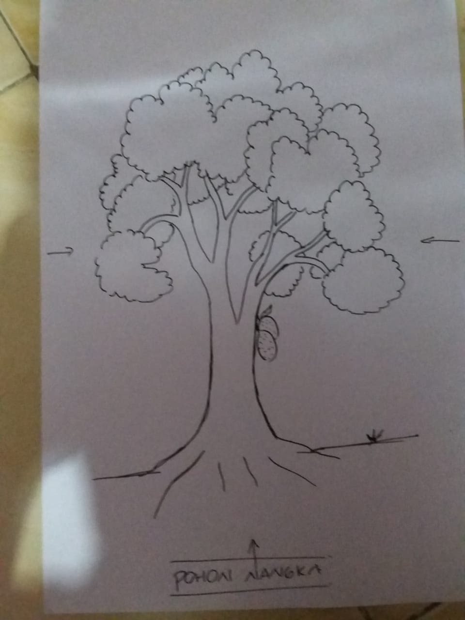 Gambar Pohon Mangga Untuk Psikotes
