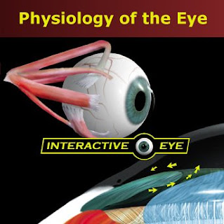 Physiology of the Eye