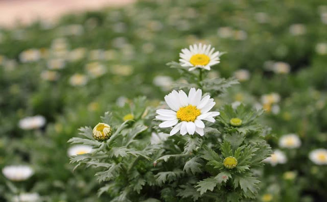 Creeping Daisy Flowers Pictures