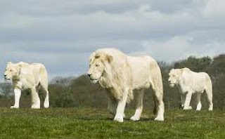The rarest, most expensive and most beautiful animal in the world ... the white lion