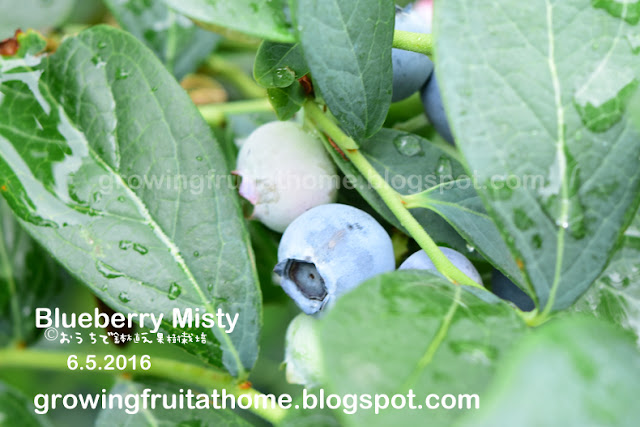 ブルーベリーミスティ-Blueberry Misty