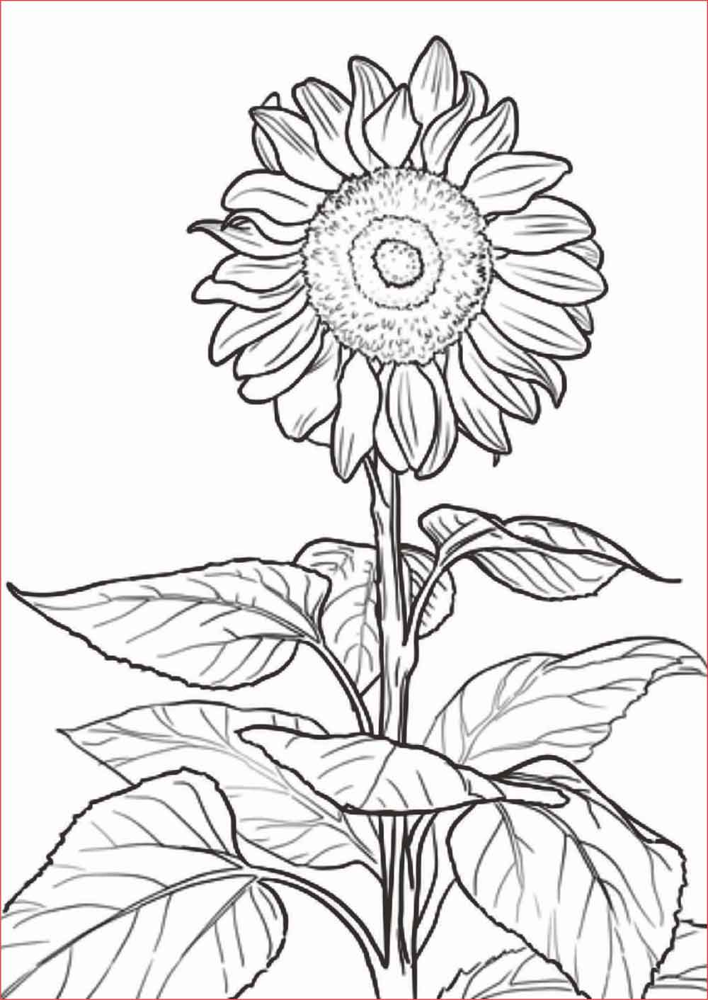 25 Gambar Sketsa Bunga Yg Mudah 