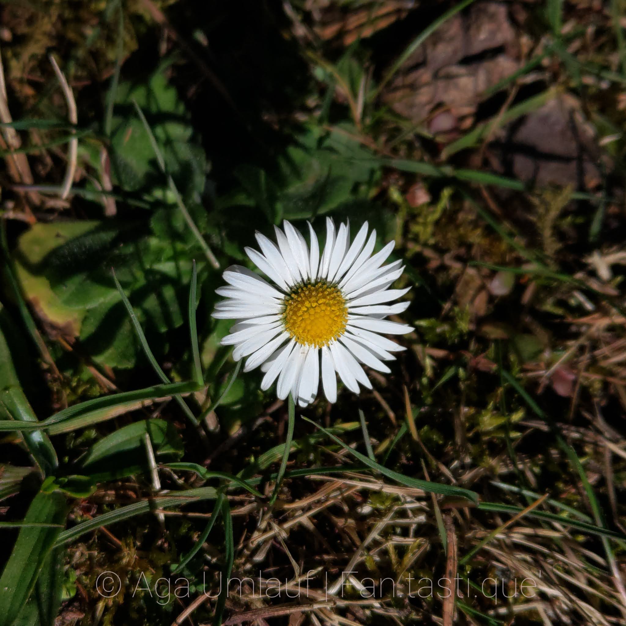 Close-up photography of a daisy.