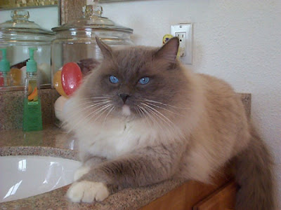 Ragdoll cats pictures