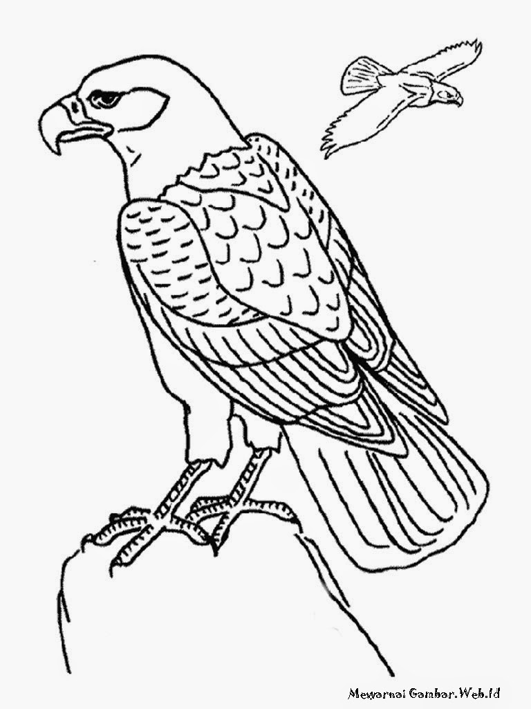 Koleksi Gambar Kartun Burung  Rajawali Pernik Wallpaper