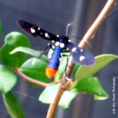 Polka Dot Wasp Moth - Syntomeida epilais