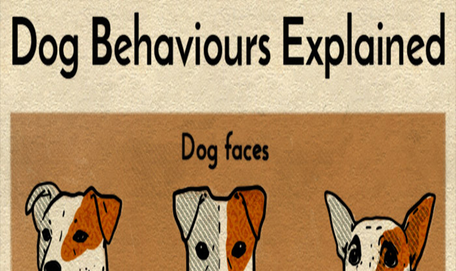 Dog behaviours explained 