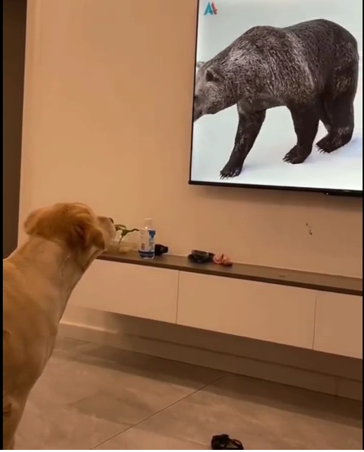 A dog watching TV