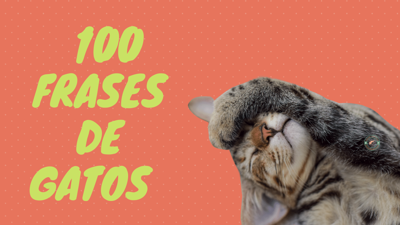 100 frases de gatos