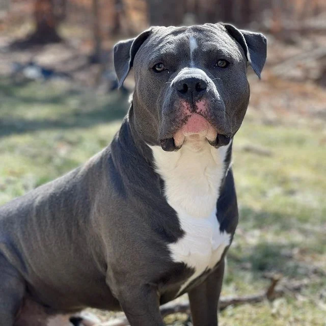 Blue Nose Pit bull