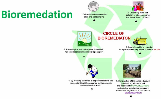 apa yang dimaksud dengan bioremediasi