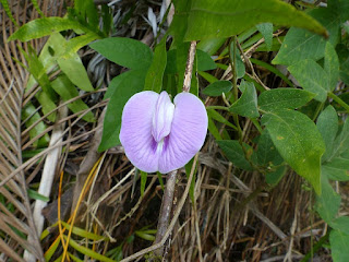 Centrosema sp. - Centrosème non identifié