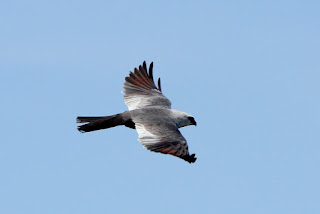 "Mississippi Kite" by TexasEagle is licensed under CC BY-NC 2.0