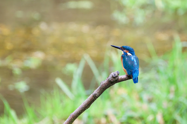 Common Kingfisher छोटा किलकिला, राम चिरैया, शरीफन, निता मछराला  (Alcedo atthis)  Lemsford Springs, Herts, U.K. Sept 2022