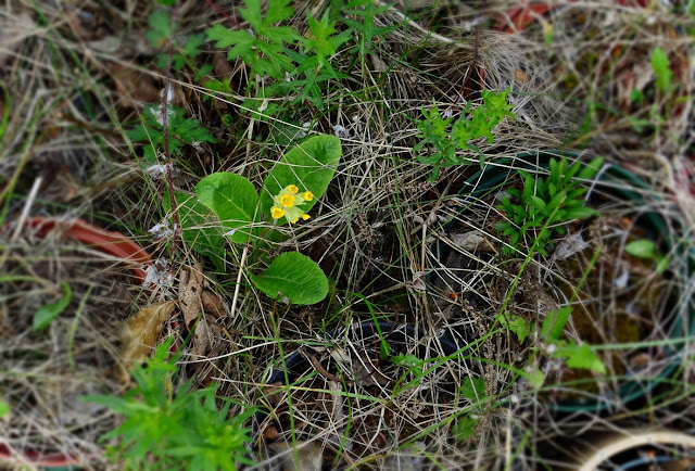 Primula veris, cowslip, delayed germination, lucky find, urbanehillbilly