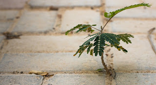 https://tecnopol.es/actualidad/resiliencia-y-construccion-del-manana