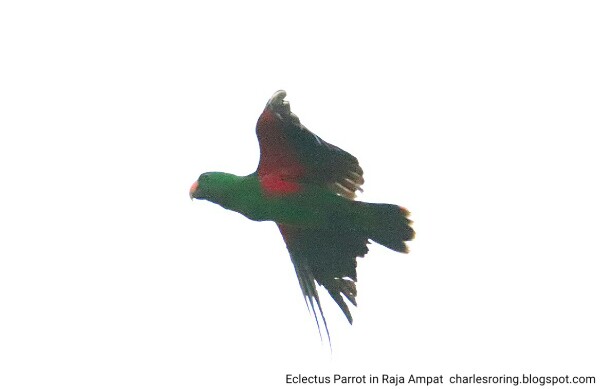 Eclectus Parrot