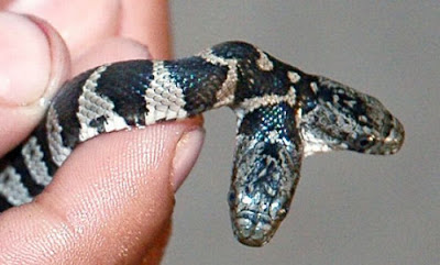 two headed snake