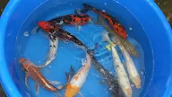 cheap koi fish for sale The blackwater blog: cheap koi for sale