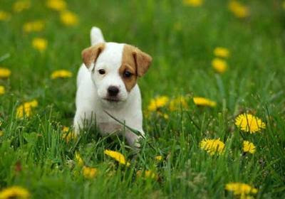 Parson Russell Terrier Puppies Pictures