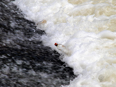 jiemve, rivière, bouteilles, pollution