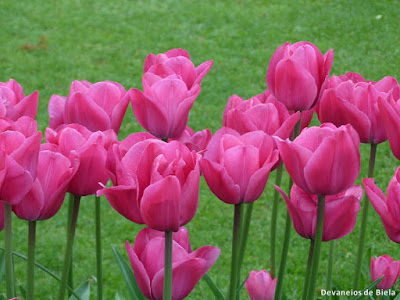 Flores e tulipas na Holanda - Keukenhof