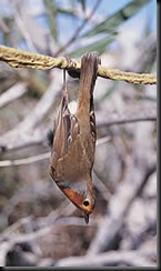 robin 180_tcm9-30328