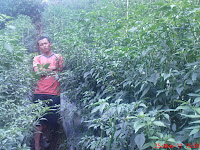 CARA JITU MENANAM CABE SUPAYA BERBUAH LEBAT