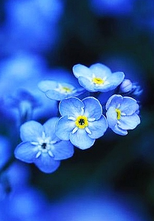 Forget Me Not