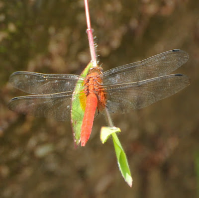 Orthetrum testaceum