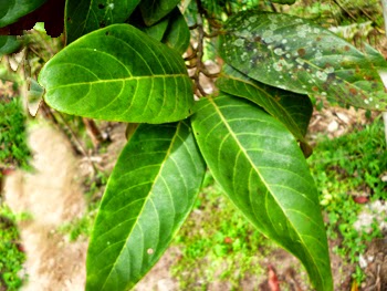 Leaves of Horsfieldia iryaghedhi (Mala boda)