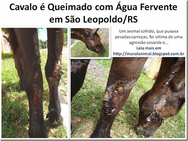 Cavalo é Queimado com Água Fervente