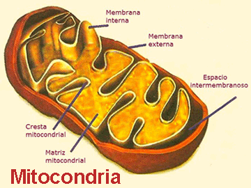 Estructura de las mitocondrias