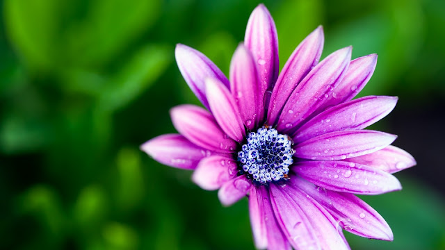 Beautiful Purple Daisy HD Wallpaper