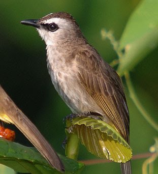 burung terucukan atau trocokan adalah salah satu burung