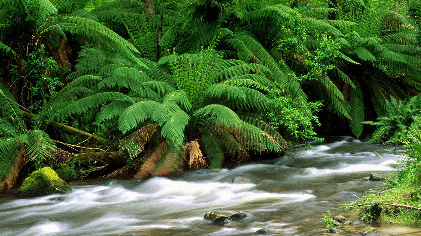 Green Desktop Wallpapers: Green Nature Wallpapers for Desktop