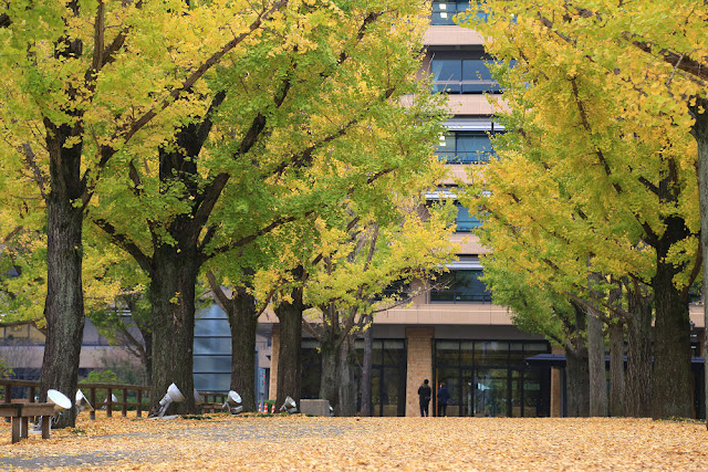 Hàng cây ngân hạnh, Fukuoka 