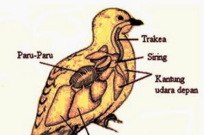 SISTEM PERNAFASAN (RESPIRASI) PADA UNGGAS