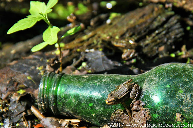 Ne jetez pas vos déchets dans la nature ! Jeune grenouille verte Fontainebleau