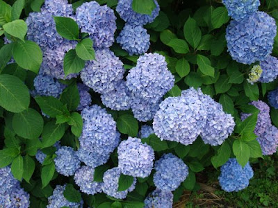 Hydrangea - Ajisai