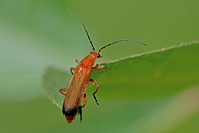 Rhagonycha fulva the Common Red Soldier Beetle