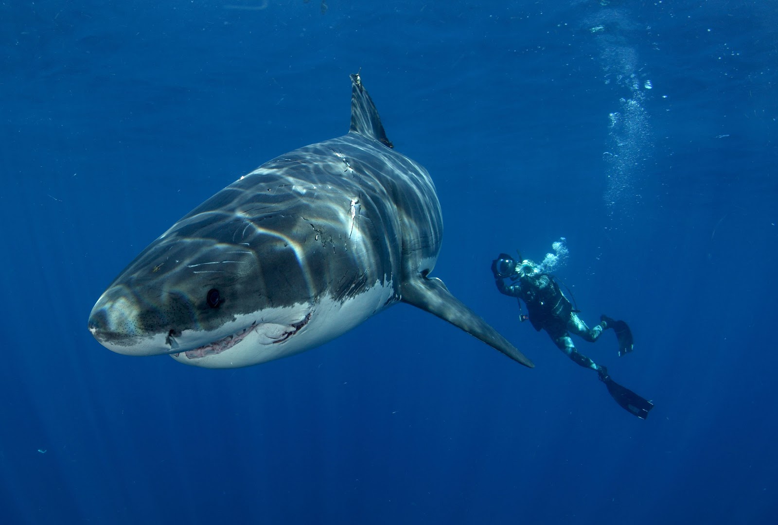  gambar  ikan hiu Indonesiadalamtulisan Terbaru 2014