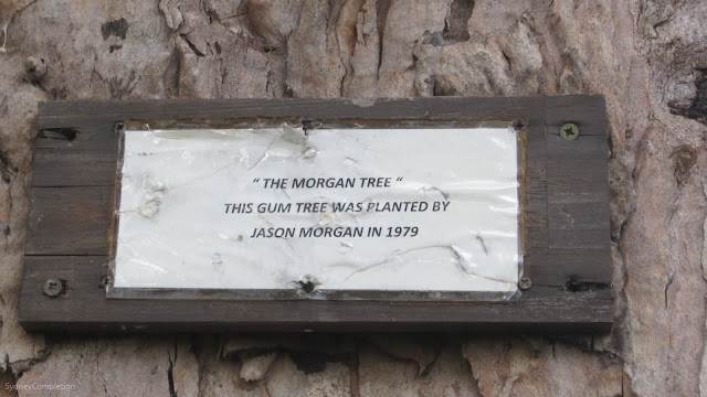 Plaque reading "The morgan tree" This gum tree was planted by Jason Morgan in 1979