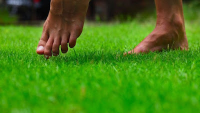 Will not walk Barefoot in Grass