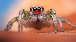 Jumping Spiders & Color Perception: The Science of Vision | Veritasium info